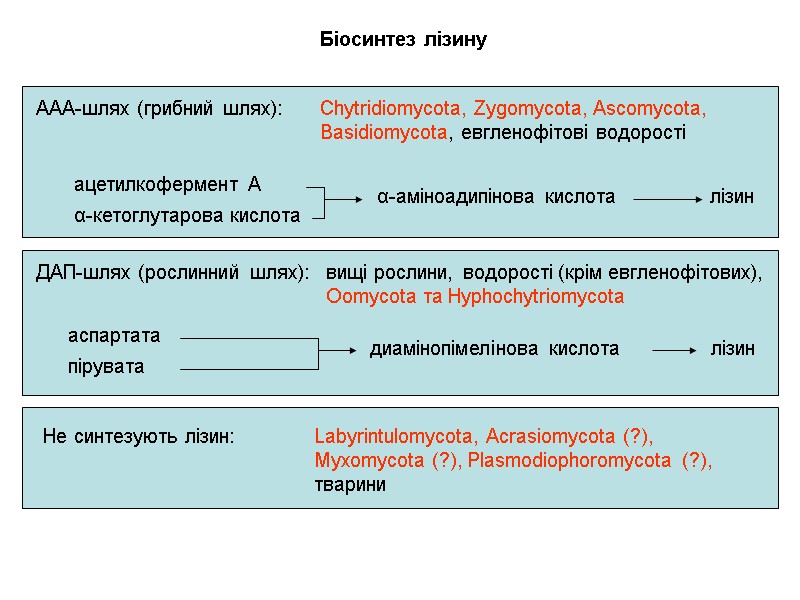 Біосинтез лізину ААА-шлях (грибний шлях): α-аміноадипінова кислота ДАП-шлях (рослинний шлях): Chytridiomycota, Zygomycota, Ascomycota, 